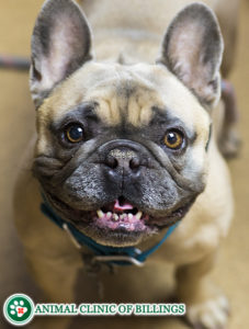 handsome french bulldog smiling