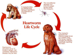 can heartworm medicine make a dog sick