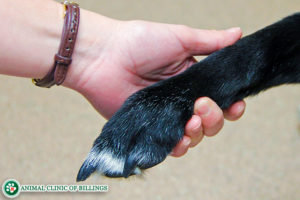 human holding hands with dog