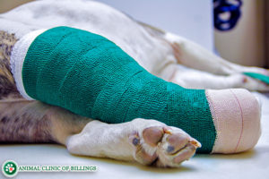 dog in cast with broken leg recovery from veterinary orthopedic surgergy