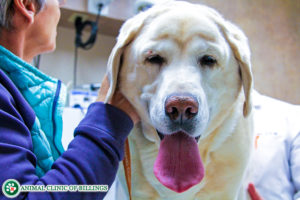 dog at veterinary clinic
