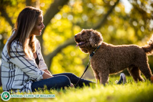 girl at the park with her dog microchip