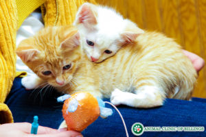 kittens at veterinary office