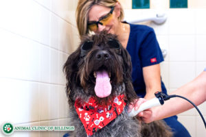 degenerative joint disease in dogs