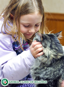 little girl and her cat at veterinary clinic