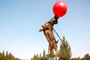 dog jumping to catch ball