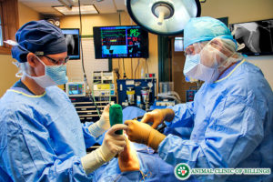 veterinary orthopedic surgery on a dog