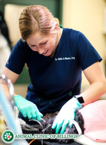 veterinarian doing dental work on a dog