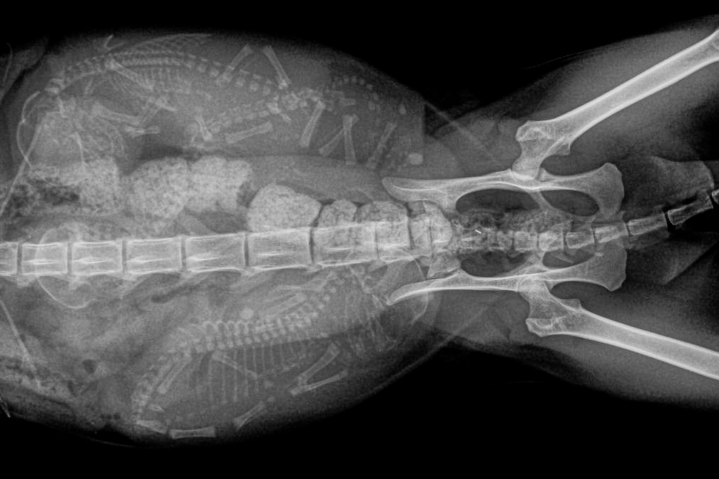 Cat Ultrasound, MRI, XRAY and Radiology Animal Clinic of Billings