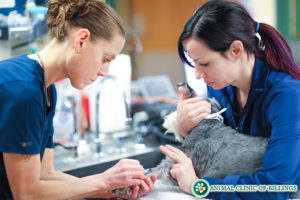 Trust our vet technicians to apply pet vaccinations as necessary
