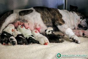 puppies nursing