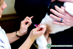 veterinarian giving rabies shots and vaccines to dogs