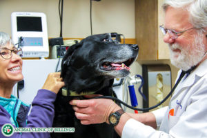 recommended vet care for older dogs