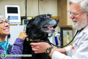 preventative health care for senior dogs