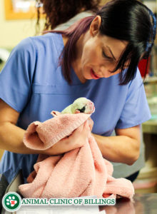 preventative health care for dogs