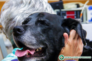 animal cancer