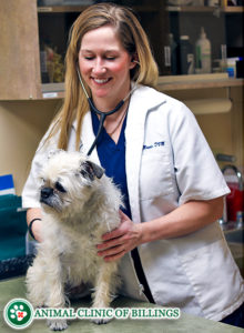 veterinarian listening to dogs heart
