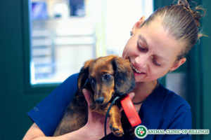 veterinarian holding dog