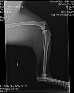 how much is a xray on a dogs leg