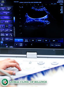 ultrasound machine for animals