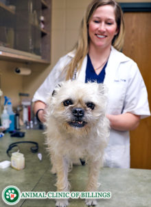 vet with older dog