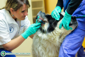 veterinarian looking in dogs ear