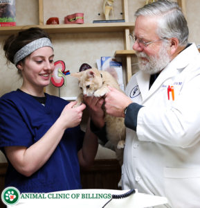 cat anesthesia