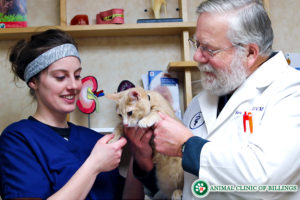 veterinarian holding cat