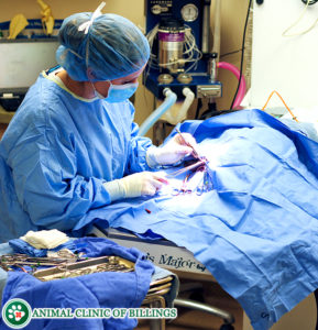 dog and cat veterinarian in surgery