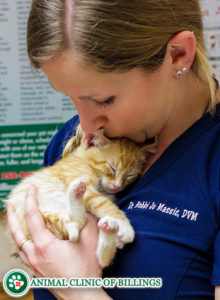 veterinarian kissing cat