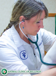 veterinarian listening to dogs heart beat