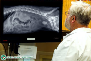 dog mri