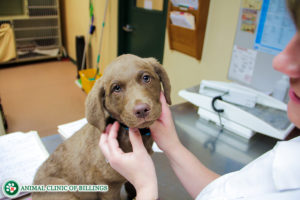 veterinarian recommendations for puppies