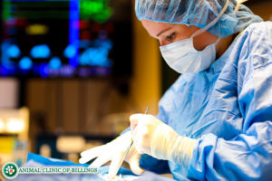 veterinarian in surgery