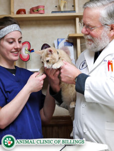 veterinarians that treat cats