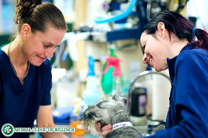 Veterinary technicians Kristin Jones and Mandy Smith vaccinating a dog at the Animal Clinic of Billings