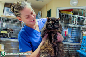 veterinary care for cats
