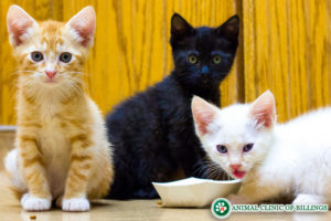 kittens at vet clinic