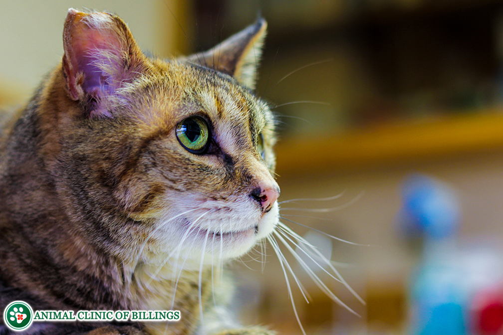 Cat Diarrhea - Animal Clinic of Billings