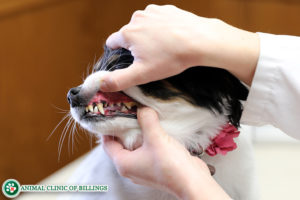 veterinarian checking a dogs teeth for dental problems