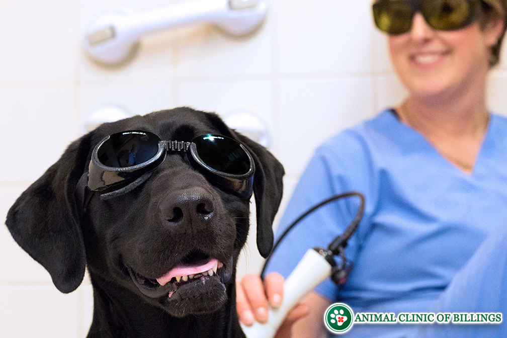 veterinarian giving a dog laser therapy treatment