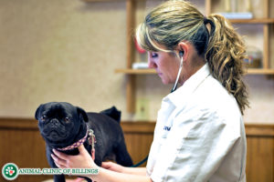 vet checking a dogs heart