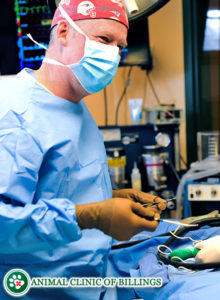 degenerative joint disease in dogs