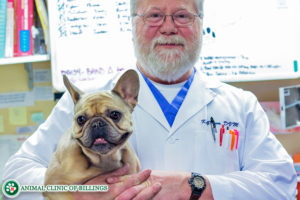 veterinarian prepares a happy dog for surgery