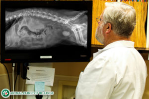 veterinarian looking at digital x-rays