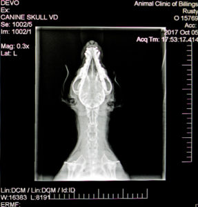 how much does dog xrays cost